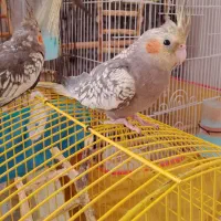 عروس هلندی|پرنده|قم, شاه سید علی|دیوار