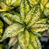 انواع آگلونما رنگی|گل و گیاه طبیعی|اهواز, کوی سعدی|دیوار