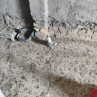 جوجه کبوتر