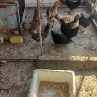۱۰ عدد مرغ بومی و گلپایگانی|حیوانات مزرعه|آران و بیدگل, |دیوار