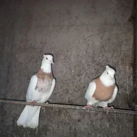 کفتر طوقی پالخت