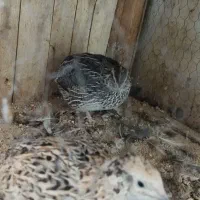 دو عدد بلدرچین