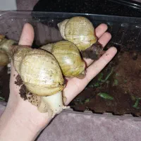 حلزون اچاتینا