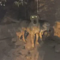 ماده پژدر اصیل