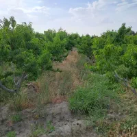 زمین وملک کلنگی