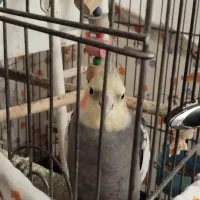 یک جفت عروس هلندی با قفس و لونه|پرنده|تهران, والفجر (افسریه)|دیوار