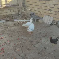 غاز|حیوانات مزرعه|بندر ماهشهر, |دیوار