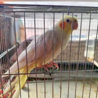 عروس هلندی رام رام|پرنده|بوکان, |دیوار