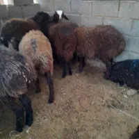 بره ماده گله گرد