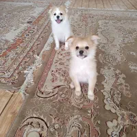 واگذاری|سگ|شیراز, شهرک سعدی|دیوار