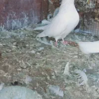 کله ای|پرنده|بم, |دیوار