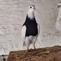 جفت هشت بند ذات دورنگ و الماسی شهرستان جم