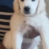 واگذاری توله گلدن|سگ|چهارباغ, |دیوار