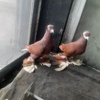 کبوتر|پرنده|تبریز, |دیوار