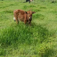 گاو وگوساله