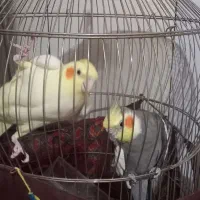 یک جفت عروس هلندی