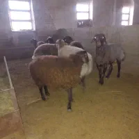 گوسفند هترو|حیوانات مزرعه|کاشان, شهرک صنعتی فتح المبین|دیوار