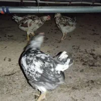 فروش نیمچه مرغ نژاد گلپایگانی وجهادی