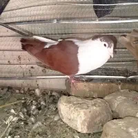 نر راست دم|پرنده|زاهدان, |دیوار