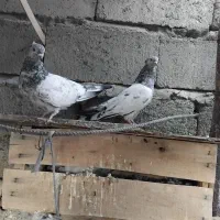 جفت کله ای کلایی