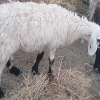 گوسفند فروشی ارزان