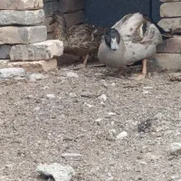 اردک دریایی