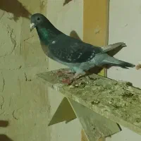 دوتا ماده مسافتی اردن جانسن