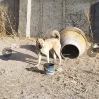 توله 5ماهه سرابی اصل  نر