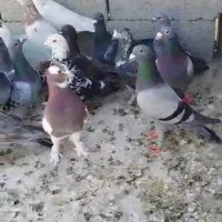 پلاکی