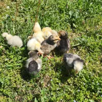 جوجه ابریشمی جوجه  لاکنولدرفول کیفیت