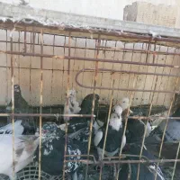 تعدادی کبوتر رنگی و دورگ|پرنده|اهواز, شهرک نفت|دیوار