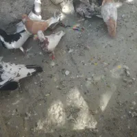 کبوتررنگی|پرنده|کوار, |دیوار