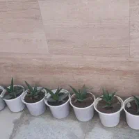 الوورا تکثیر شده