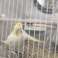جفت عروس هلندی مولد|پرنده|مشهد, منزل آباد|دیوار