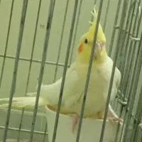 پرنده عروس هلندی جوجه|پرنده|شاهین‌شهر, حافظ شمالی|دیوار