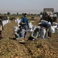 کارشناس کشاورزی و رسیدگی به مزارع