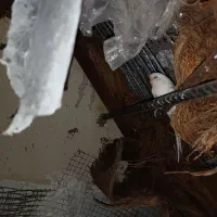 مرغ عشق|پرنده|بم, |دیوار