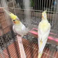 عروس هلندی نر