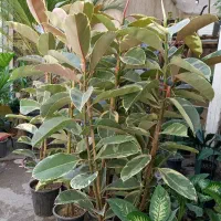 فیکوس یک متری زامفولیا سانسوریا برگ بیدی دیفن