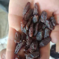 کشمش مویز|خوردنی و آشامیدنی|شیراز, میانرود|دیوار
