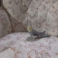 جفت|پرنده|قزوین, |دیوار