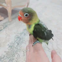 طوطی کوتوله برزیلی