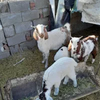 گوسفند بز کهره بره|حیوانات مزرعه|کرمان, |دیوار