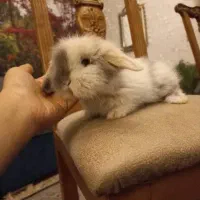 خرگوش مینی لوپ نسکافه ای|موش و خرگوش|کرج, کرج نو|دیوار