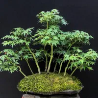 فروش بنسای و پیش بنسای