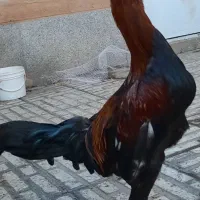 خروس لاری دورگه