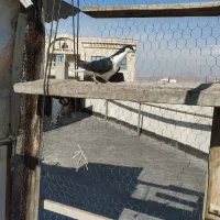 کبوتر|پرنده|تبریز, |دیوار