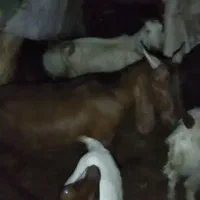 فروش گوسفند پاکستانی