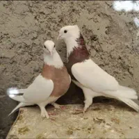 طوقی گمشده