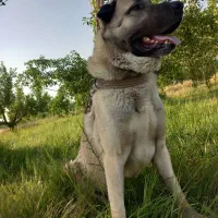 واگذا ری سگ